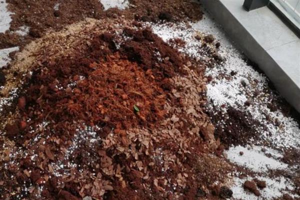 白玉兰能不能扦插,扦插枝叶可以长出根系