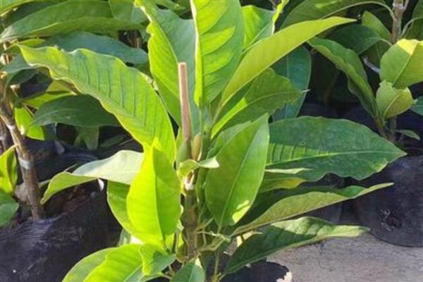 白玉兰能不能扦插,扦插枝叶可以长出根系