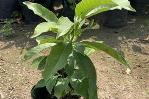 白玉兰能不能扦插,扦插枝叶可以长出根系