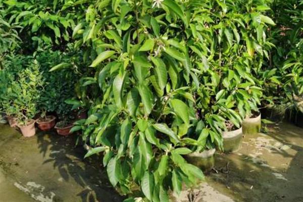 白玉兰能不能扦插,扦插枝叶可以长出根系