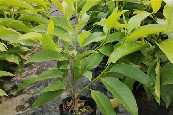 白玉兰能不能扦插,扦插枝叶可以长出根系