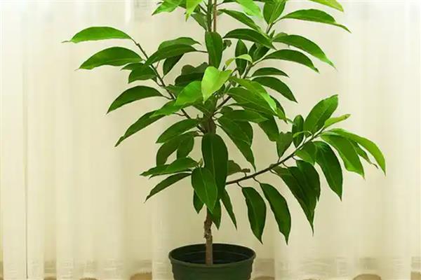 白玉兰能不能扦插,扦插枝叶可以长出根系