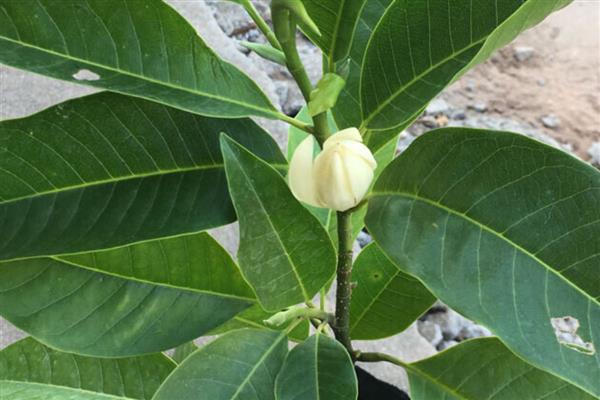 白玉兰能不能扦插,扦插枝叶可以长出根系