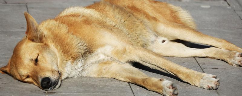 狗狗为什么一直发抖，可能是寒冷刺激、精神紧张等原因造成