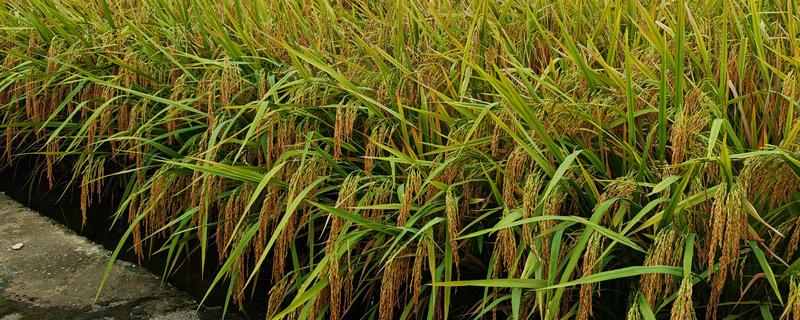 中稻的播种和收获时间，会受到种植地区的影响