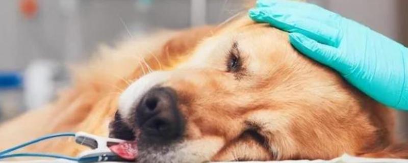 犬猫胃肠道癌怎么治疗，手术切除后使用环磷酰胺等药物