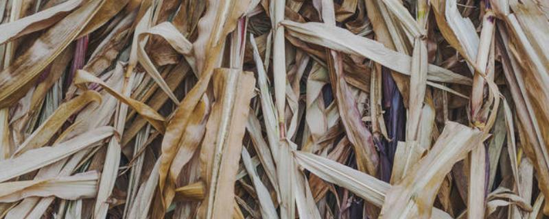 一亩玉米秸秆有多重，青贮玉米可达到8000-15000斤左右