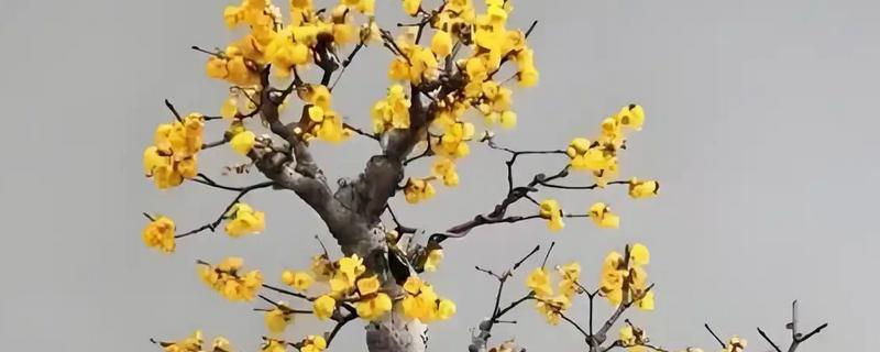 腊梅花的养殖方法，每隔2-3年需要换土一次