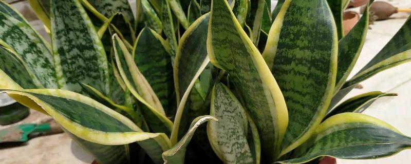 虎皮兰盆栽怎么养，生长过程中需要阳光的直射