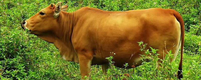 黄牛出栏要多久，黄牛出栏时间与养殖模式、品种有关