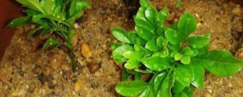 米兰怎么繁殖，以扦插和压条为主