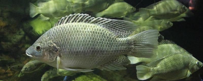 罗非鱼一年可以长几斤，体重可增长1斤左右