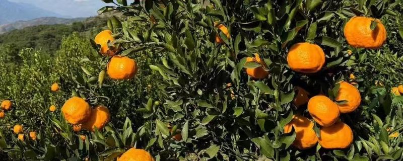 柑橘的越冬注意事项，要及时防止霜害和冻害