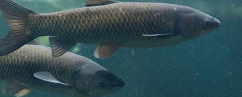 鲤鱼如何育苗，首先就是要培育亲鱼