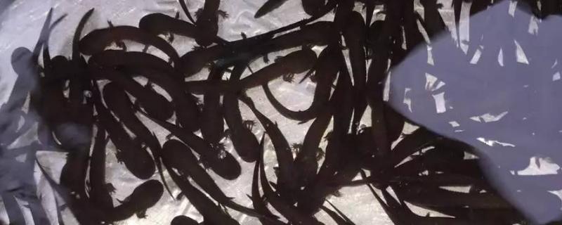 购买娃娃鱼苗种要注意什么，首选自然繁殖的鱼苗