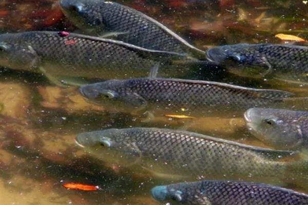 鲤鱼如何育苗，首先就是要培育亲鱼