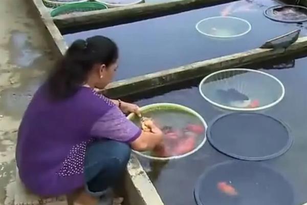 鲤鱼如何育苗，首先就是要培育亲鱼