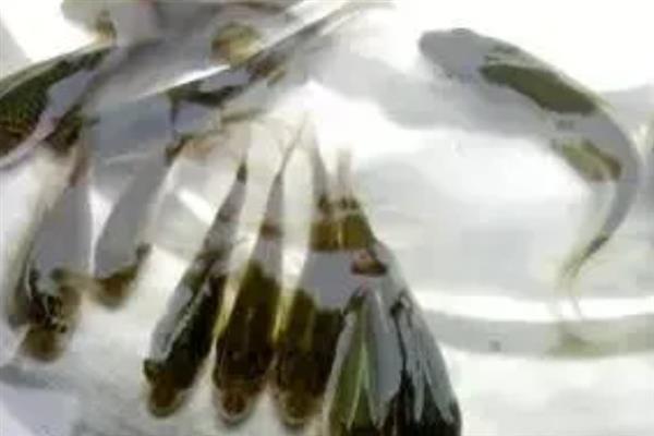 鲤鱼如何育苗，首先就是要培育亲鱼