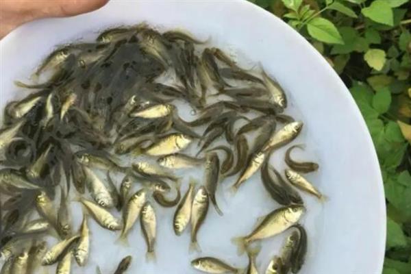 鲤鱼如何育苗，首先就是要培育亲鱼