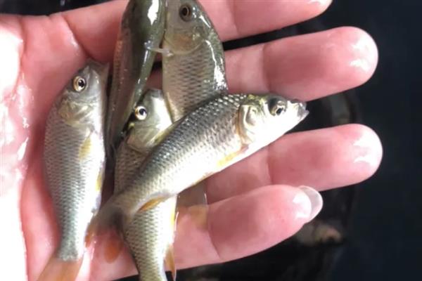 鲤鱼如何育苗，首先就是要培育亲鱼