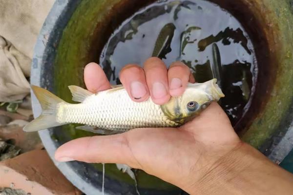 鲤鱼如何育苗，首先就是要培育亲鱼