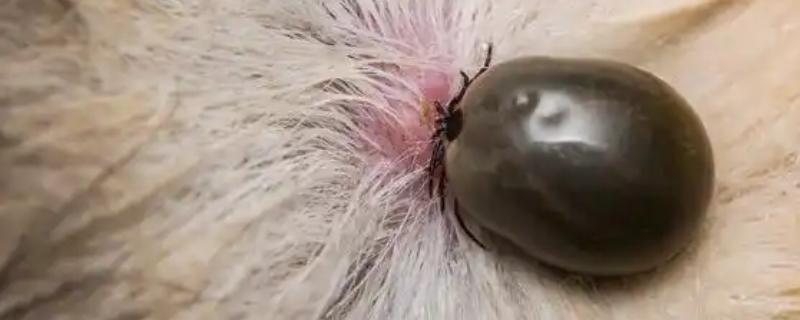 狗狗预防蜱虫的方法，定期对生活环境做消毒处理