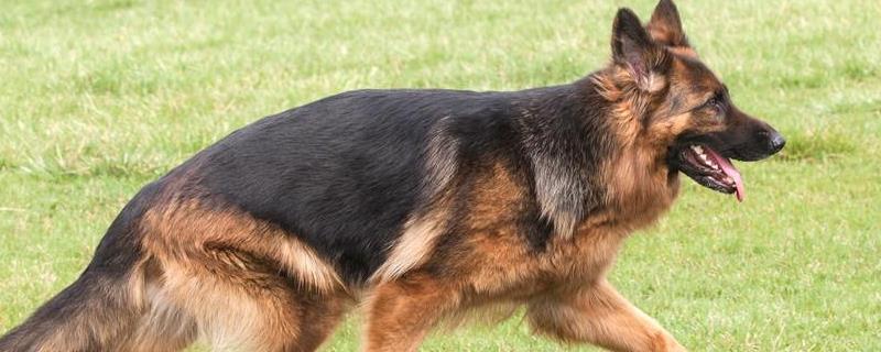 狗狗得狂犬病的症状，表现为怕光怕水