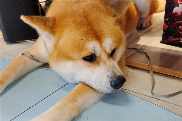 狗狗得狂犬病的症状，表现为怕光怕水