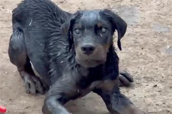 狗狗得狂犬病的症状，表现为怕光怕水