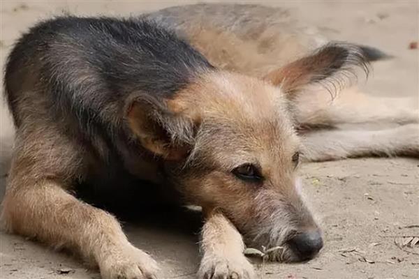 狗狗得狂犬病的症状，表现为怕光怕水