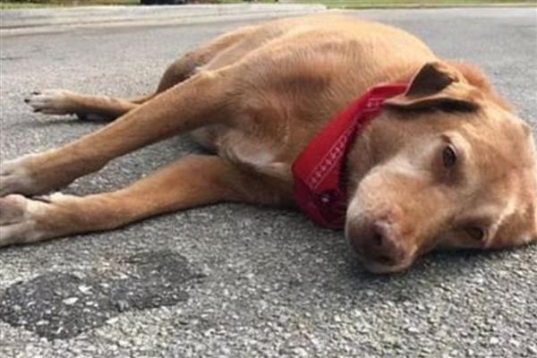 狗狗得狂犬病的症状，表现为怕光怕水