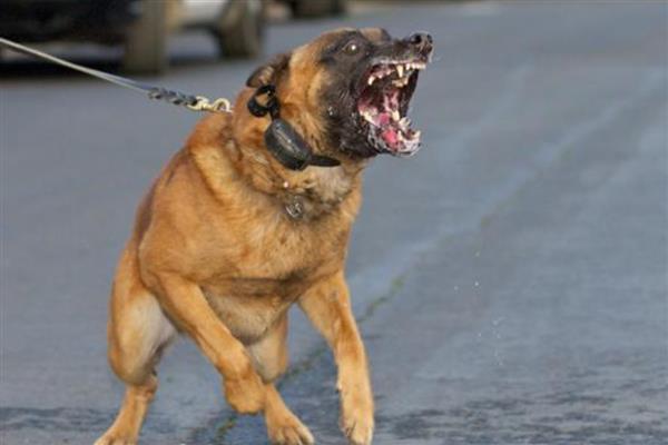 狗狗得狂犬病的症状，表现为怕光怕水