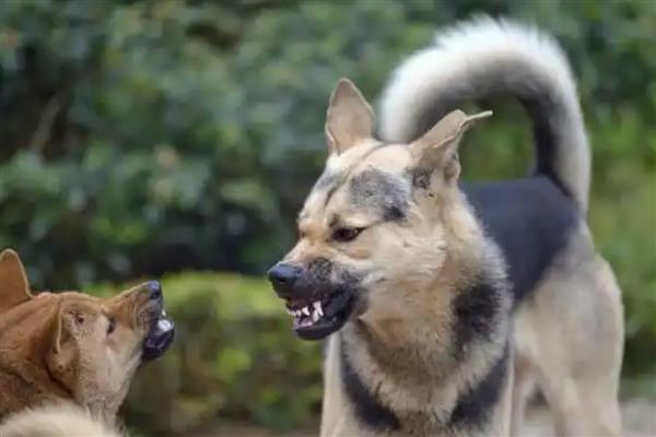 狗狗得狂犬病的症状，表现为怕光怕水