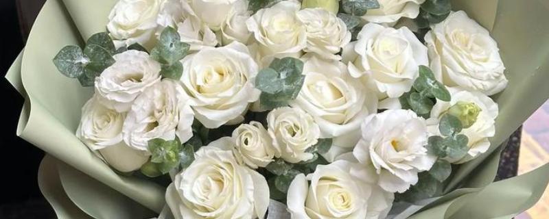 白蔷薇有什么花语，具有纯洁的爱情等含义