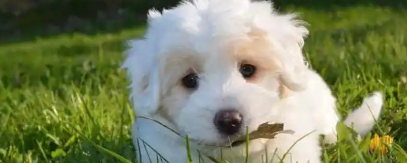 犬猫弯杆菌病怎么治疗，使用红霉素、庆大霉素等药物有疗效