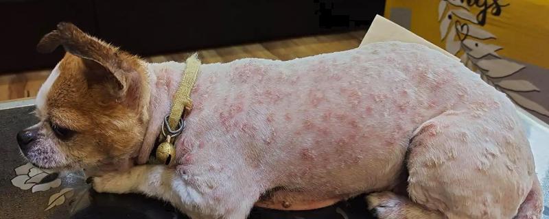 狗狗荨麻疹是什么，分为急性和慢性荨麻疹