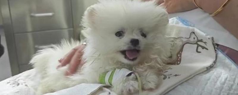 狗狗低血糖怎么办，可喂服50%的高糖水