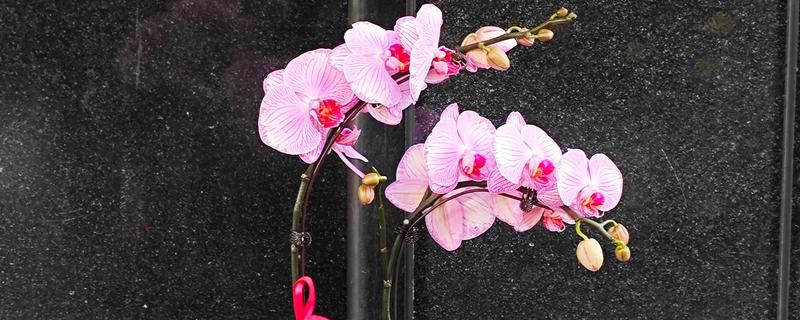 蝴蝶兰叶片发黄的原因，高温、缺水、烂根等因素都会引起