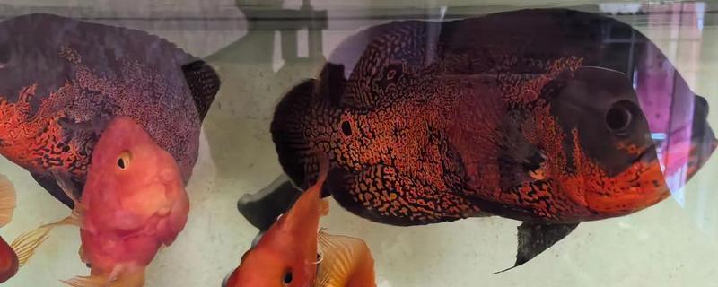 地图鱼不打氧可以活多久，一般能撑12小时左右