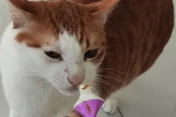 猫咪突然不吃东西的原因，可能是肚子里面有毛球