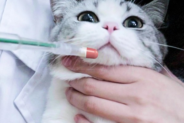 猫咪突然不吃东西的原因，可能是肚子里面有毛球