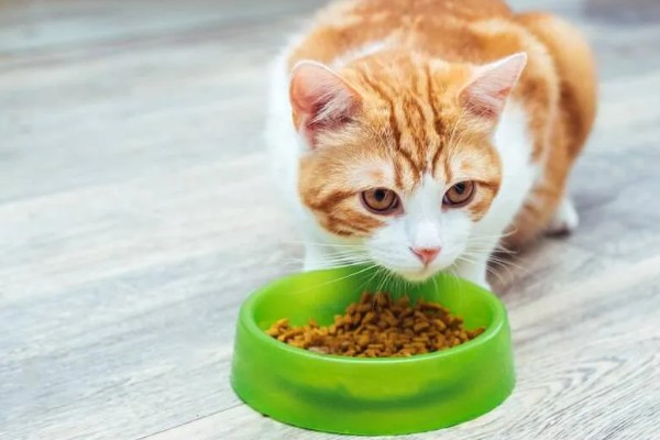 猫咪突然不吃东西的原因，可能是肚子里面有毛球