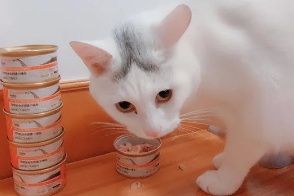 猫咪突然不吃东西的原因，可能是肚子里面有毛球