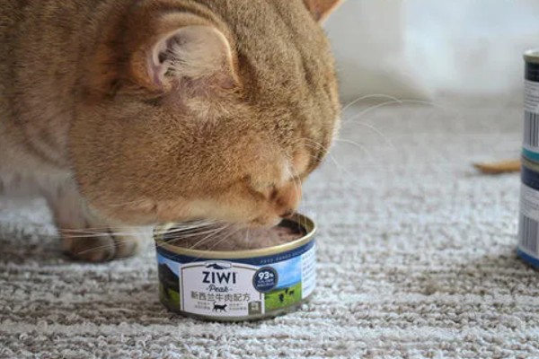 猫咪突然不吃东西的原因，可能是肚子里面有毛球