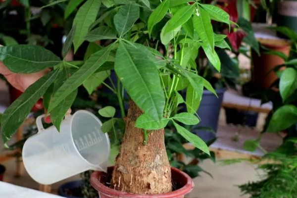 发财树的养殖方法，适宜生长在光照充足的环境中