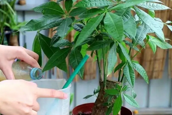 发财树的养殖方法，适宜生长在光照充足的环境中