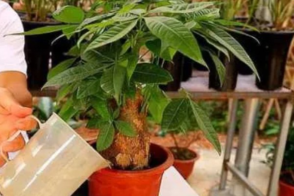 发财树的养殖方法，适宜生长在光照充足的环境中