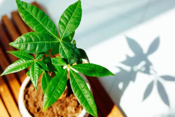 发财树的养殖方法，适宜生长在光照充足的环境中