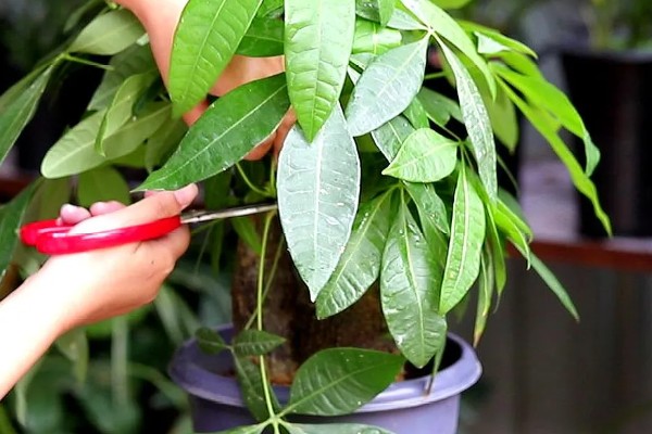 发财树的养殖方法，适宜生长在光照充足的环境中