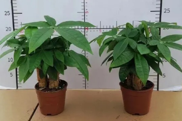 发财树的养殖方法，适宜生长在光照充足的环境中